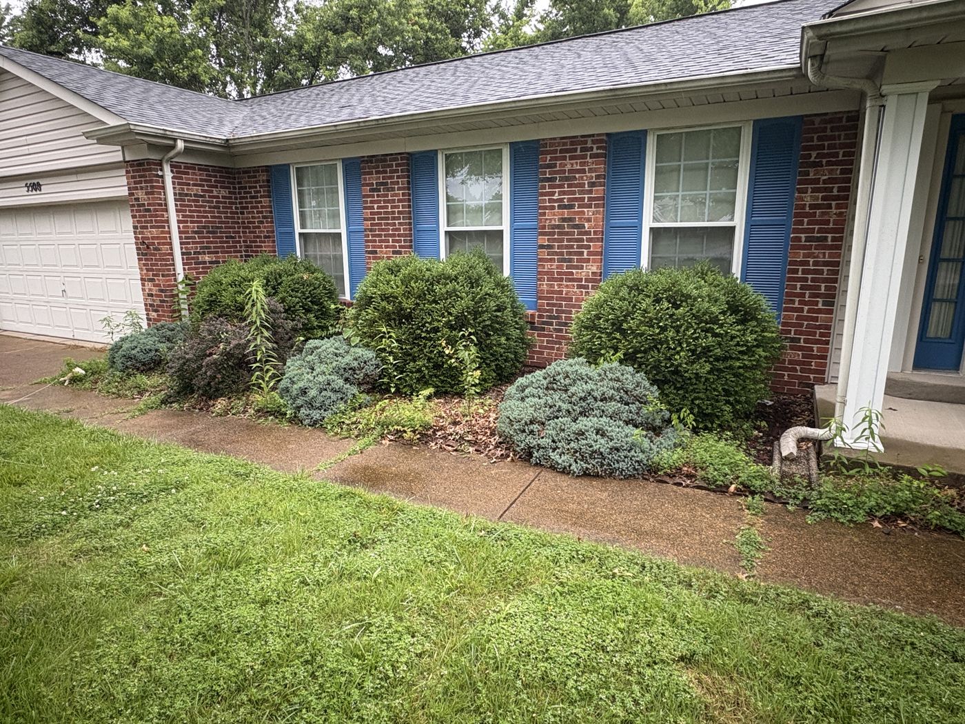 Driveway and walkway before cleaning, with algae, dirt, and organic staining, South County St. Louis